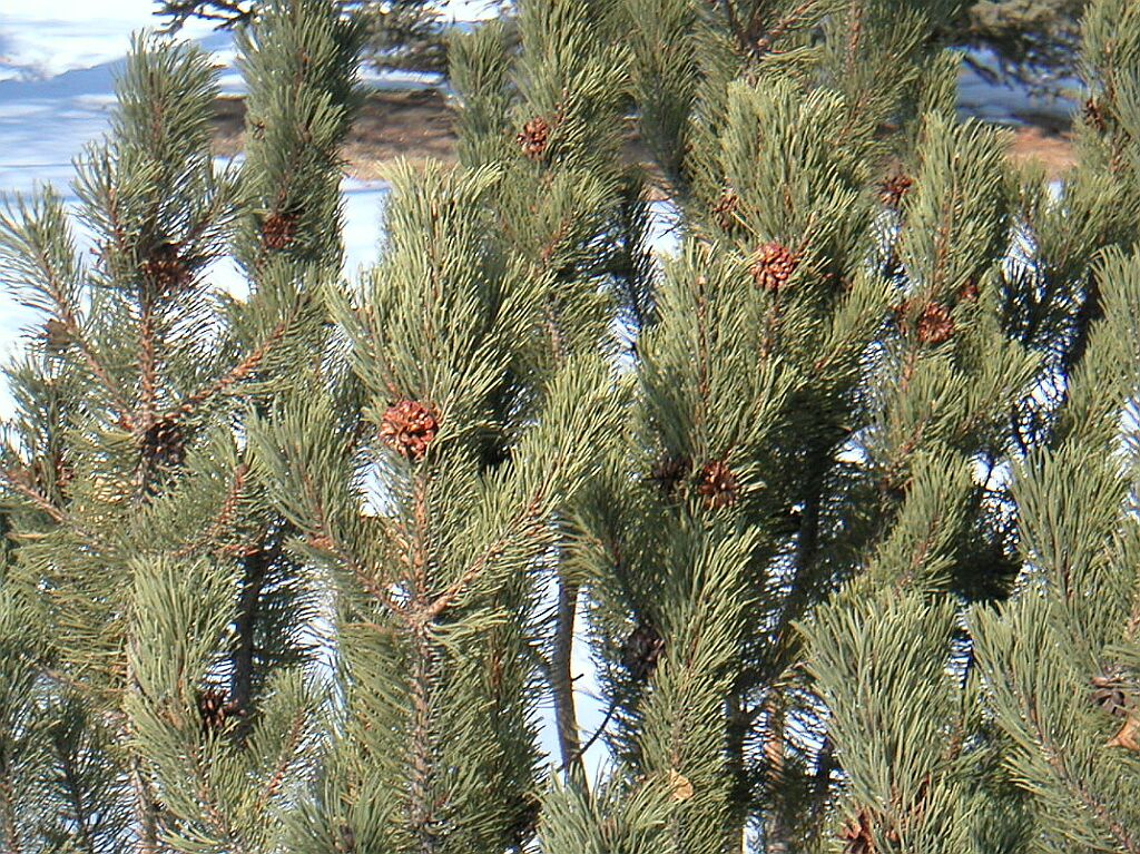 Next Pic